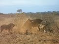 buffalos-attacking-lions.html