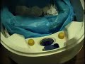 UDD toilet for ecosan awareness at UNESCO-IHE in Delft