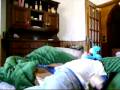 cane attentato aggressione hot oral strip uomo bestia segreto
