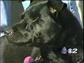 kutv-coverage-of-utah-state-animal-cruelty-legislation.html