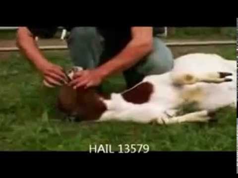 girl slaughtering animal