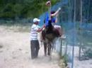 Ostrich Mishap Ostrich Mishap