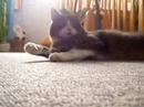 My little cat My little cat