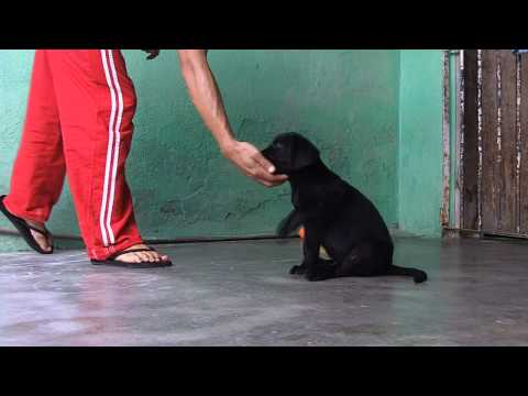 labrador retriever adestramento- labrador retriever training