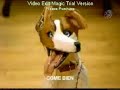 Perro Saladitas 1 y 2