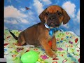 Puggle Video