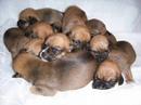 Puggle Video