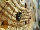 Leafcutter Bee emerges