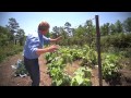 Grow Your Own Cucumbers | At Home With P. Allen Smith