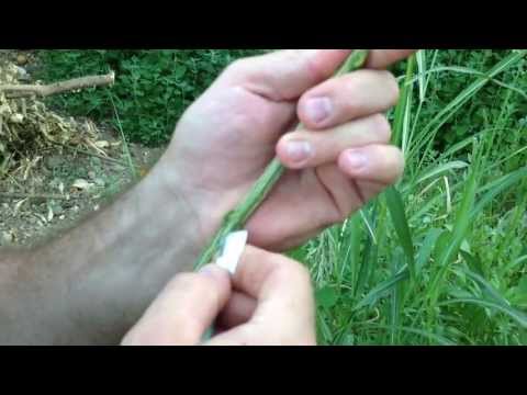 Εμβολιασμός πορτοκαλιάς (orange tree grafting)