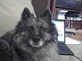 Talking Keeshond