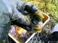 Muddy Day - dirty and lubricant Converse part5 Muddy Day - dirty and lubricant Converse part5