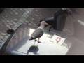 A SEAGULL IN TRASTEVERE by AGNIESZKA ZAKRZEWICZ