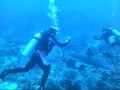 Cara Cara Isla de Roatan