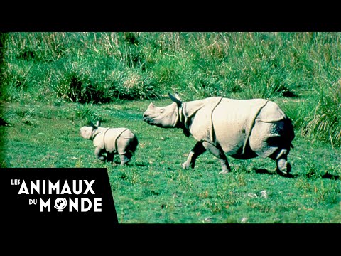 Une histoire de rhinocéros - Le voyage initiatique de Bachada - Rhino Journey