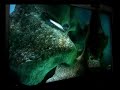 DirectX 10 Vista Demo 8800gtx SLI 