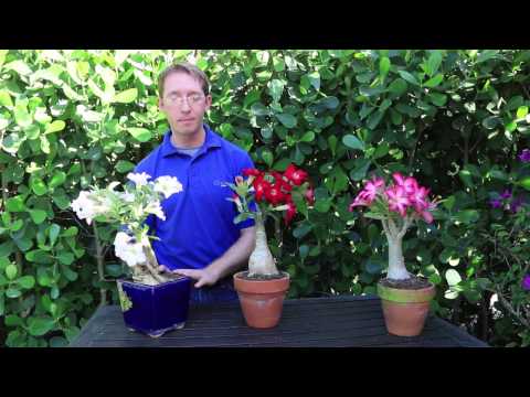 how to grow desert rose from seed