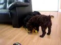 chien mira cornemuse et chintz