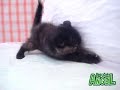 【ペットショップ エンゼル】お薦めの子犬・子猫 0911017.mpg