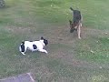 bulldog frances vs pastor aleman.mp4 bulldog frances vs pastor aleman.mp4