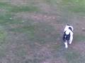 videos de bulldog frances vs pastor aleman.mp4