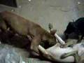videos de perros de tingo maria
