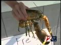 yellow lobster
