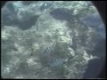 Click here to watch this video True Blue - Dennis Wilkinson - Dan Chapman 2010