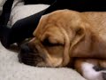 Puggle Boots Sleep Barking 2 Puggle Boots Sleep Barking 2