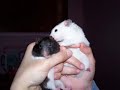 Hamsters