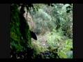 videos de Seguimiento de un Tapir de montaña