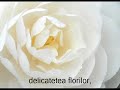 "GANDURI" text de RODICA DINU