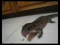 Mahar eats a roach