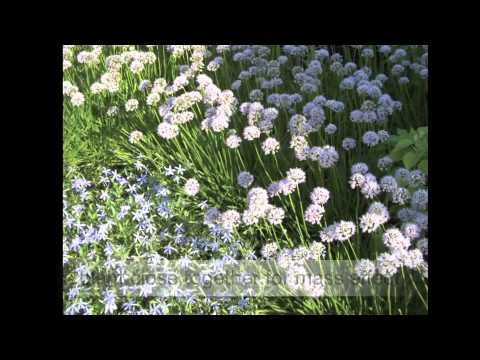 how to fertilize allium