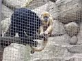 This video is from the National Zoo in Washington D.C. of 2 Black Howler Monkey's trying to mate. Enjoy.