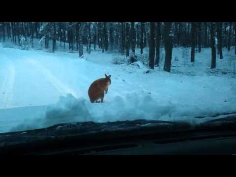 Een kangoeroe in de bossen van Kootwijk YouTube Preview Image