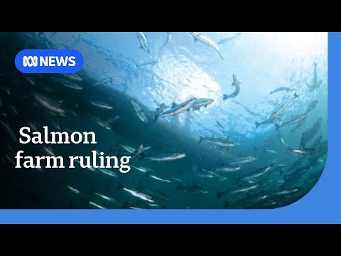 Federal ruling in favour of Tasmanian salmon farming operations | ABC NEWS