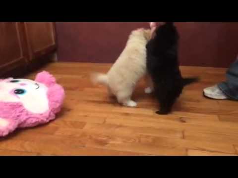 Sugar-Pomapoo puppy playing