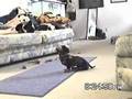 Mini Daschund Howls when alone for an hour