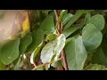 Leaves in the Wind