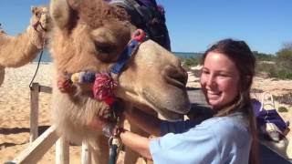 wanna volunteer with Dolphins?