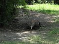 コモドドラゴン