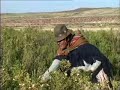 vsf en altiplano boliviano