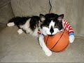 Funny Cats Vol 1