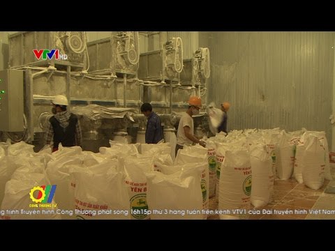 Hướng đi nào cho phát triển sản phẩm sắn tại Yên Bái 