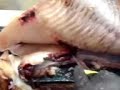 how to fillet spotted catfish