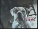 animais k saben falar animais k saben falar