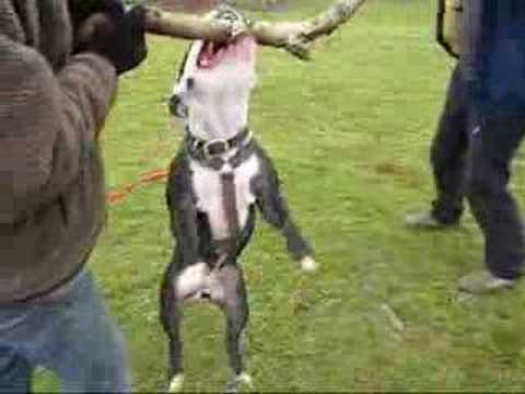 staffie