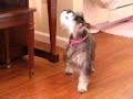 Rooby-Roo Schnauzer Howling