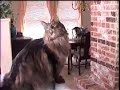 My Maine Coon cat, Rex My Maine Coon cat, Rex